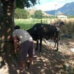 Vacinação contra a febre aftosa 02