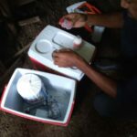 Vacinação contra a febre aftosa 03