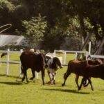 IMG-20210627-WA0007