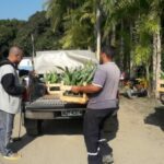 Compra coletiva de mudas de palmito 03