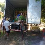 Compra coletiva de mudas de palmito 01