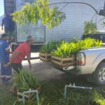 Compra coletiva de mudas de palmito 03