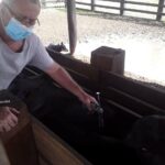 Vacinação contra a febre aftosa 01