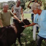 Vacinação febre aftosa 01