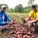 Colheita de repolho e batata doce no Cepam 06 – Gilson Jr
