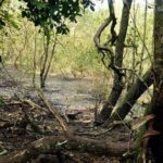 Parque-Municipal-Natural-Barao-de-Maua-Fotos-Costa-Jr-9