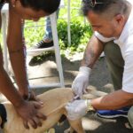 Vacinação antirrábica em Magé Fotos Gilson Jr. (3)