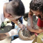 Vacinação antirrábica em Magé Fotos Gilson Jr. (5)
