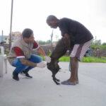 Vacinação antirrábica Fotos Josaf Ribeiro (15)