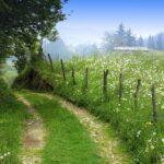 Wildflower_Meadow_Along_Dirt_Road-Windows_10_Wallpaper_1600x1200